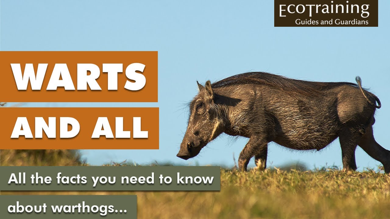Learn the Facts | Warthogs, Warts and All
