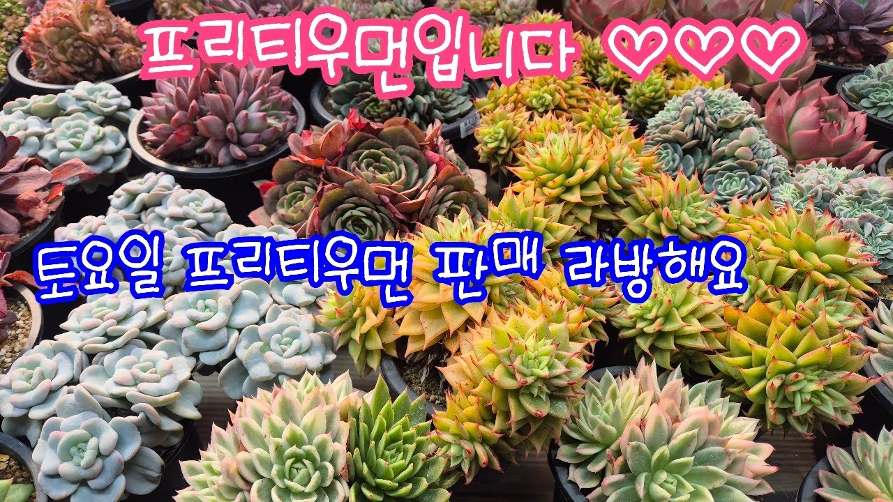 2026.02.07.391회 토요일 프리티우먼 판매 라방해요