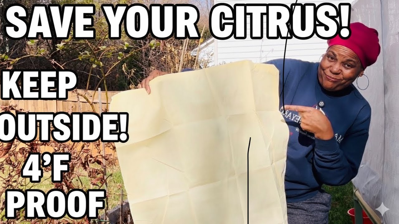 SAVE Your Citrus Tree from WINTER! 🥶 (4°F Cold-Hardy Protection)