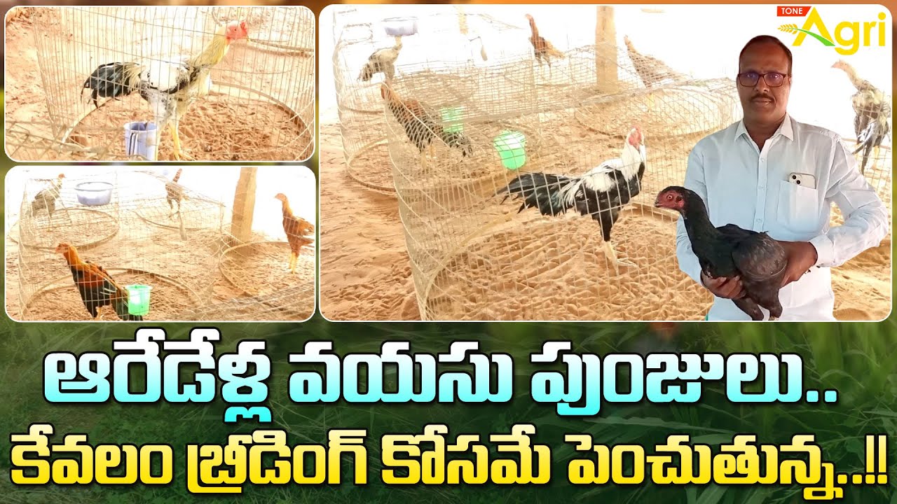 Pandem Punjulu Farming | ఆరేడేళ్ల వయసు పుంజులు.. కేవలం బ్రీడింగ్ కోసమే పెంచుతున్న..!! Tone Agri