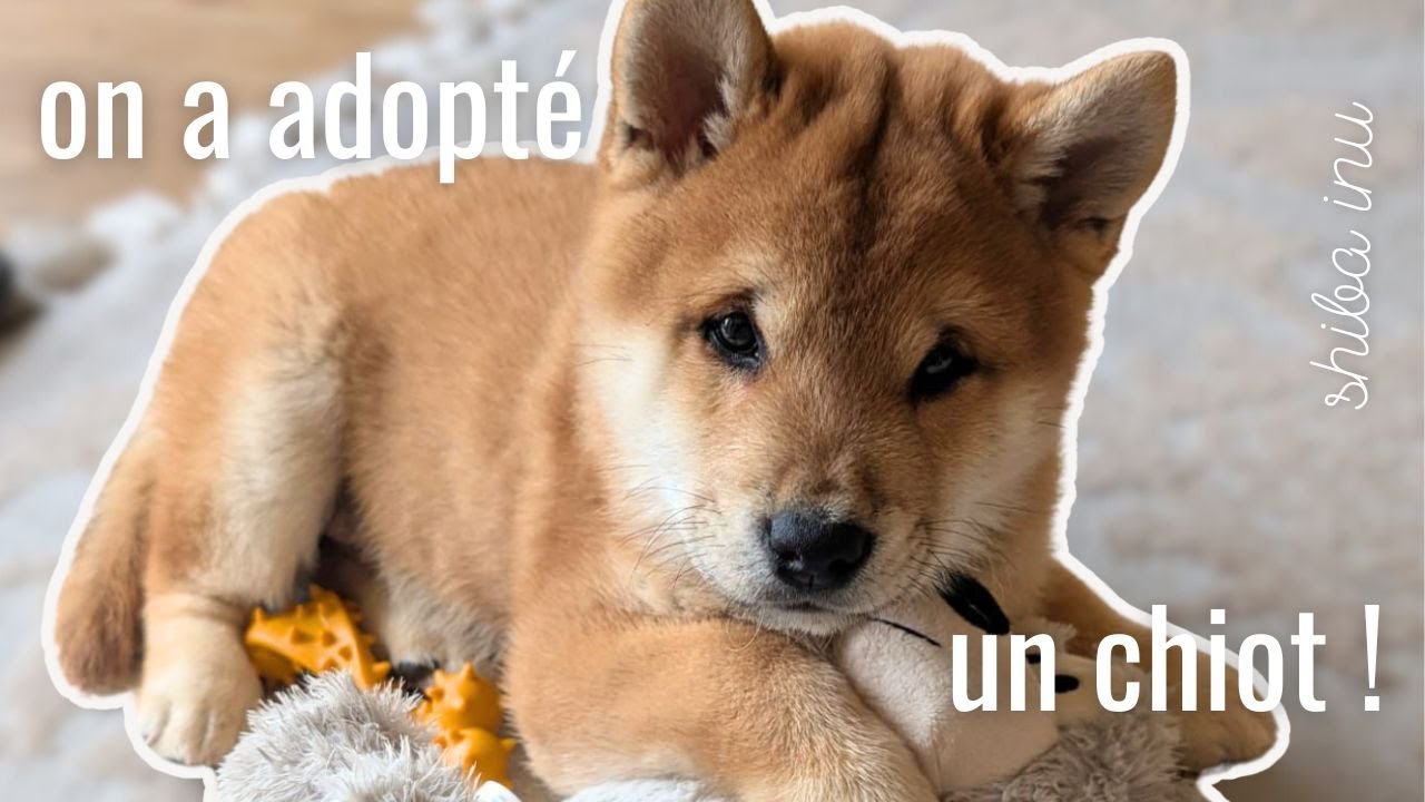 ON A ADOPTÉ UN CHIOT | un bébé shiba inu vient rejoindre la famille !!!