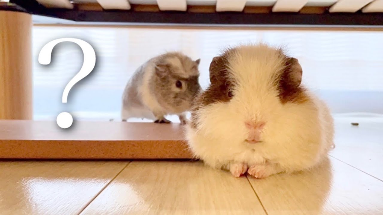 ちっちゃいトモダチきた【モルモットの友達1】Guinea Pig Friends Series Episode 1