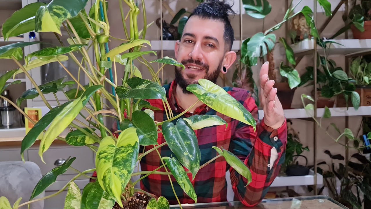 Philodendron Burle Marx Variegated, Care and tips