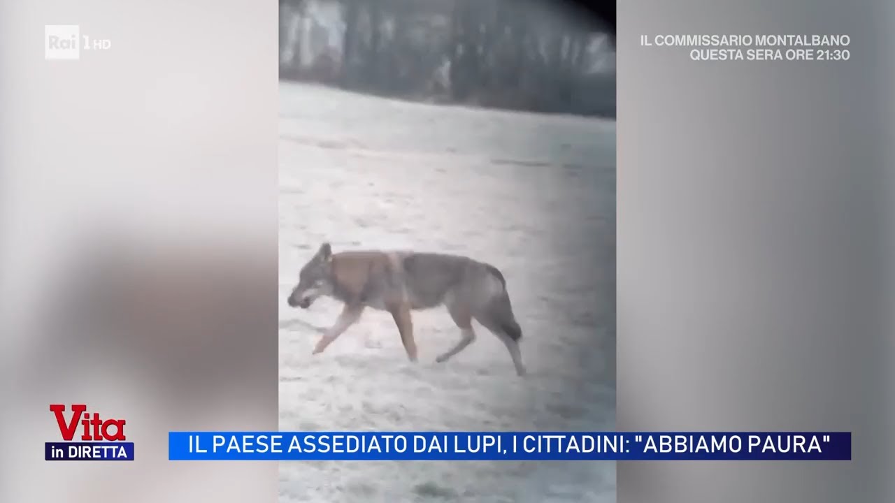 Ospitale di Cadore, il paese assediato dai lupi - Vita in diretta 19/11/2025