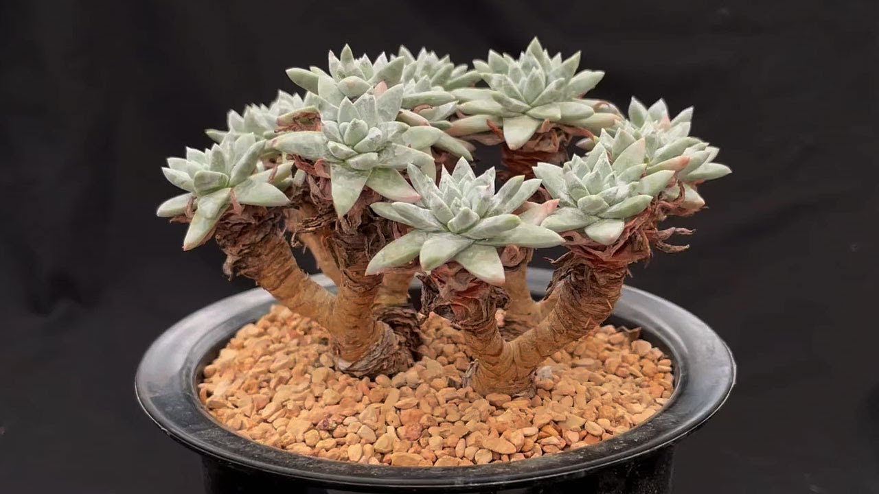 Dudleya gnoma White Sprite - Rare Succulents #1