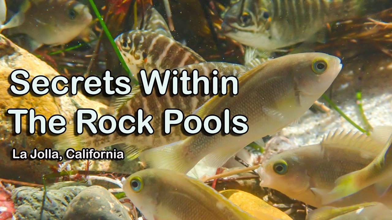 Colorful FISH & SLUGS in Tide Pools of California