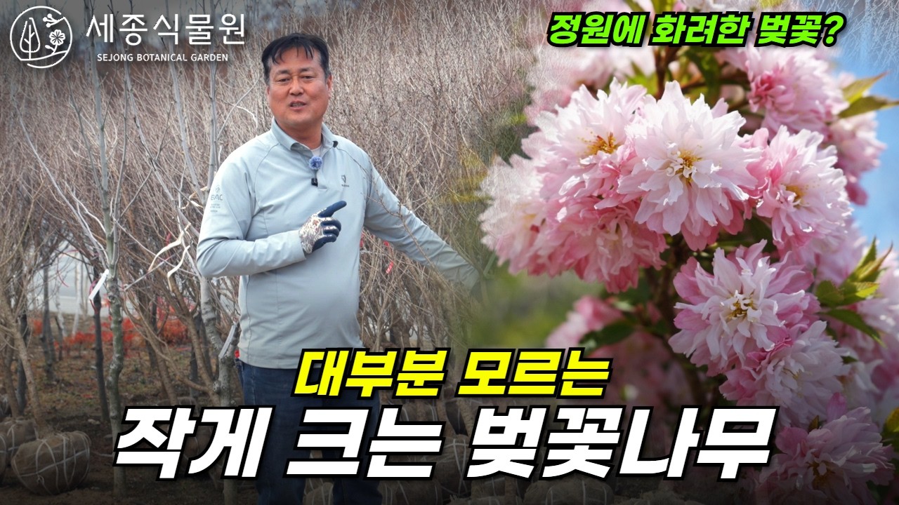 벚꽃나무는 큰 나무만 있을까? 정원용 작은 벚꽃나무 #벚꽃나무 #벚꽃 #벚나무