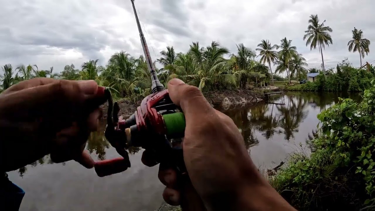 Uji Lapangan Part 1 - Daiwa Salamandura SV TW 70 - Ultralight Set Up (Sekadar Boleh / Padu) -