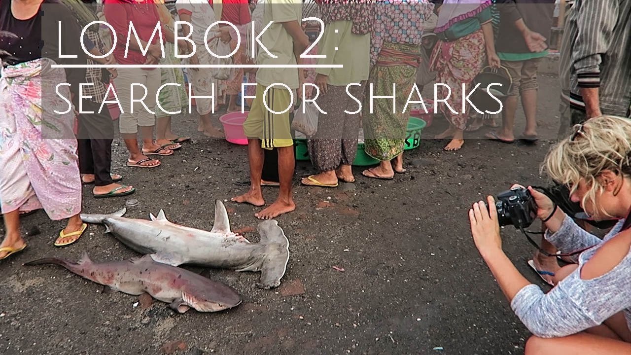 Lombok 2:  Search for Sharks at Tanjung Luar