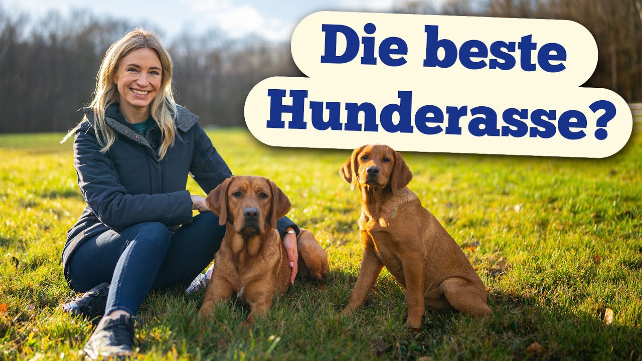 Rasseportrait Labrador: Passt dieser Hund zu dir?