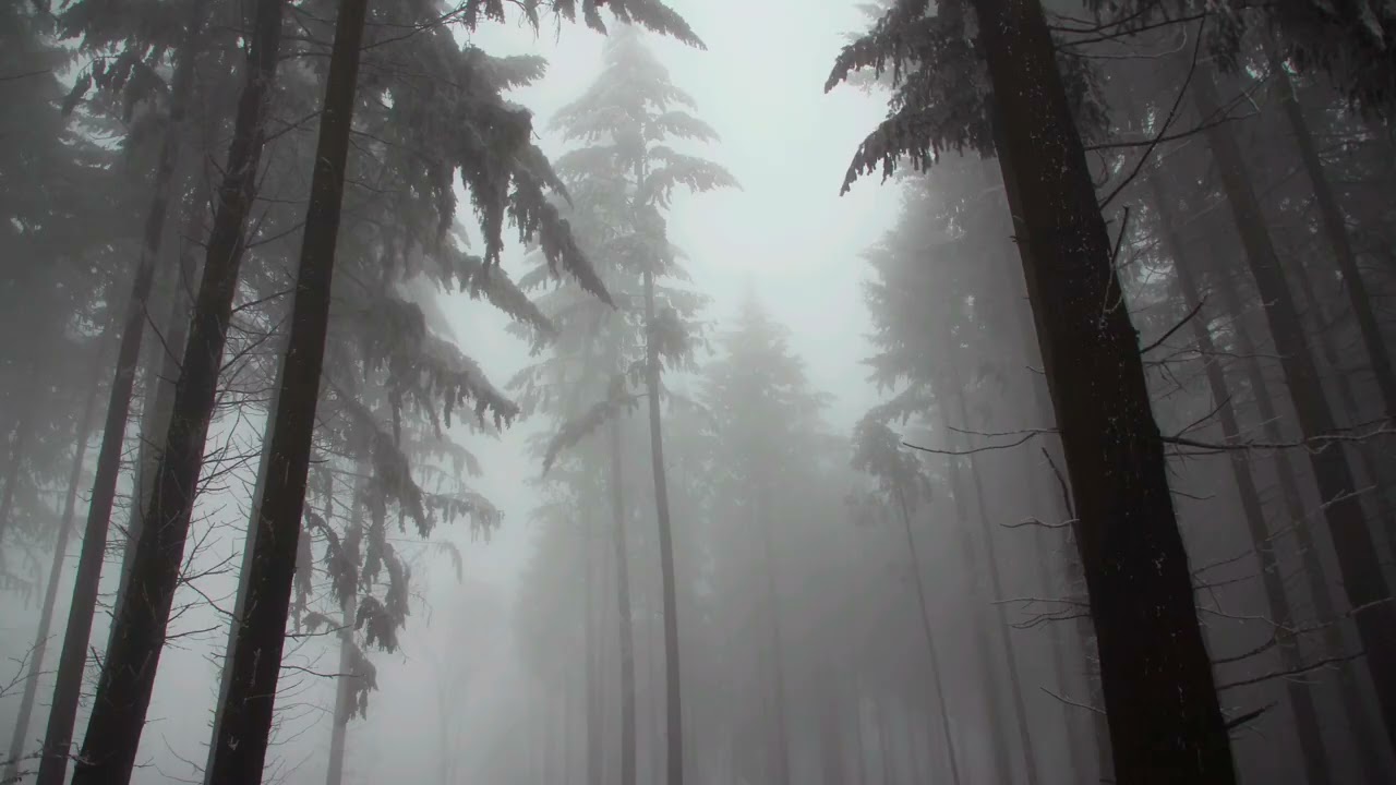 From the Forest Core | Desde el Núcleo del Bosque - Handpan D Kurd