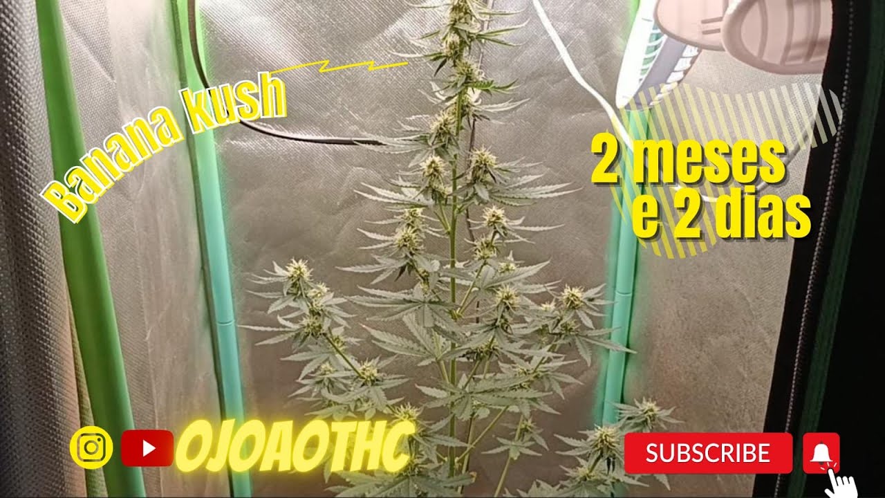 SEMENTE AUTOM&Aacute;TICA - FLORA&Ccedil;&Atilde;O!