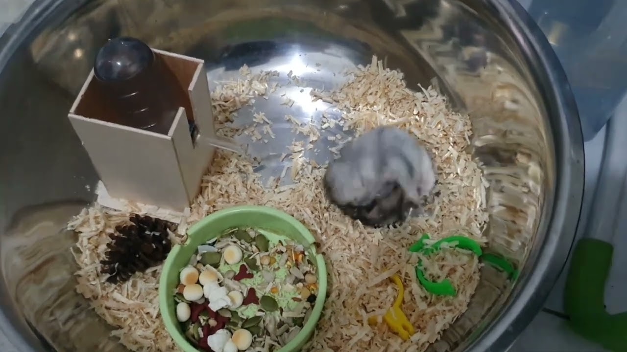 hamster berantem atau bercanda atau kawin baru umur 2 bulan