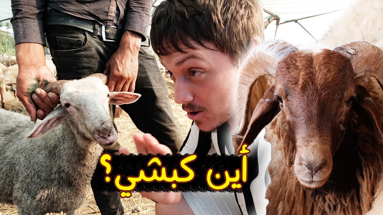 سافرت من ليبيا الى تركيا لشراء أكبر الكباش - العيد مع الجالية الجزائرية | Looking for the Sheep 🐑