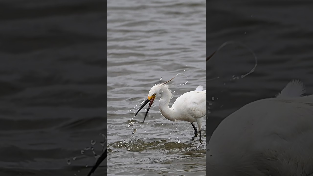 Egret catches a jumping fish 🐟 midair !! #shorts #wildlife #birds #nikonz6iii #fishing