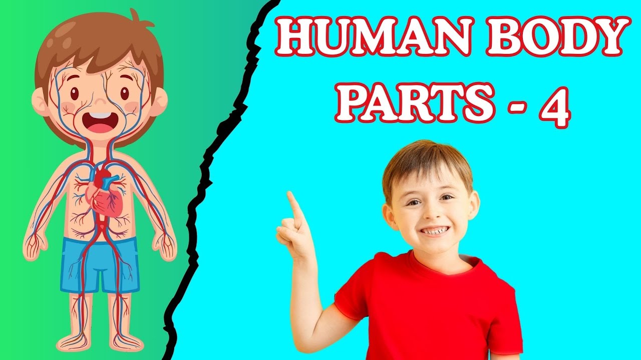 BODY ALPHABET PART-4 | Learn Faster Than Ever Before!