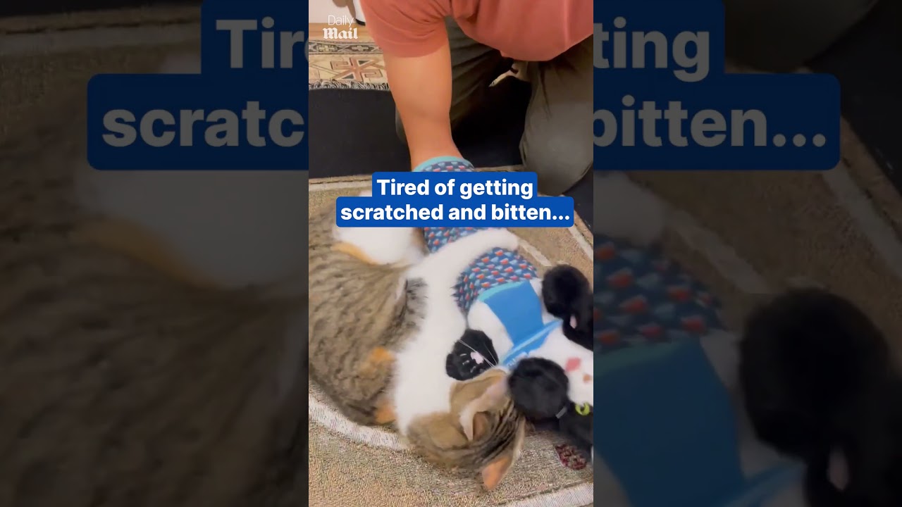 Man creates genius toy for wrestling his cat