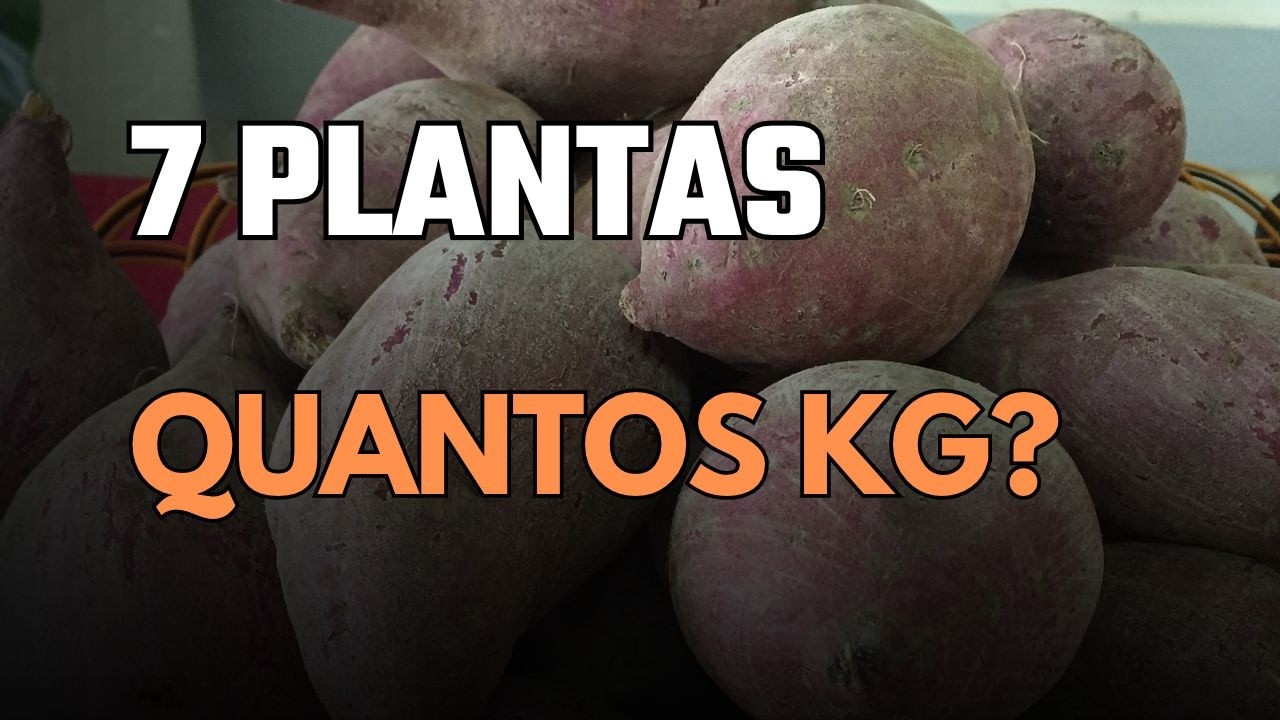 Cultivar batata‑doce em vaso: resultados reais