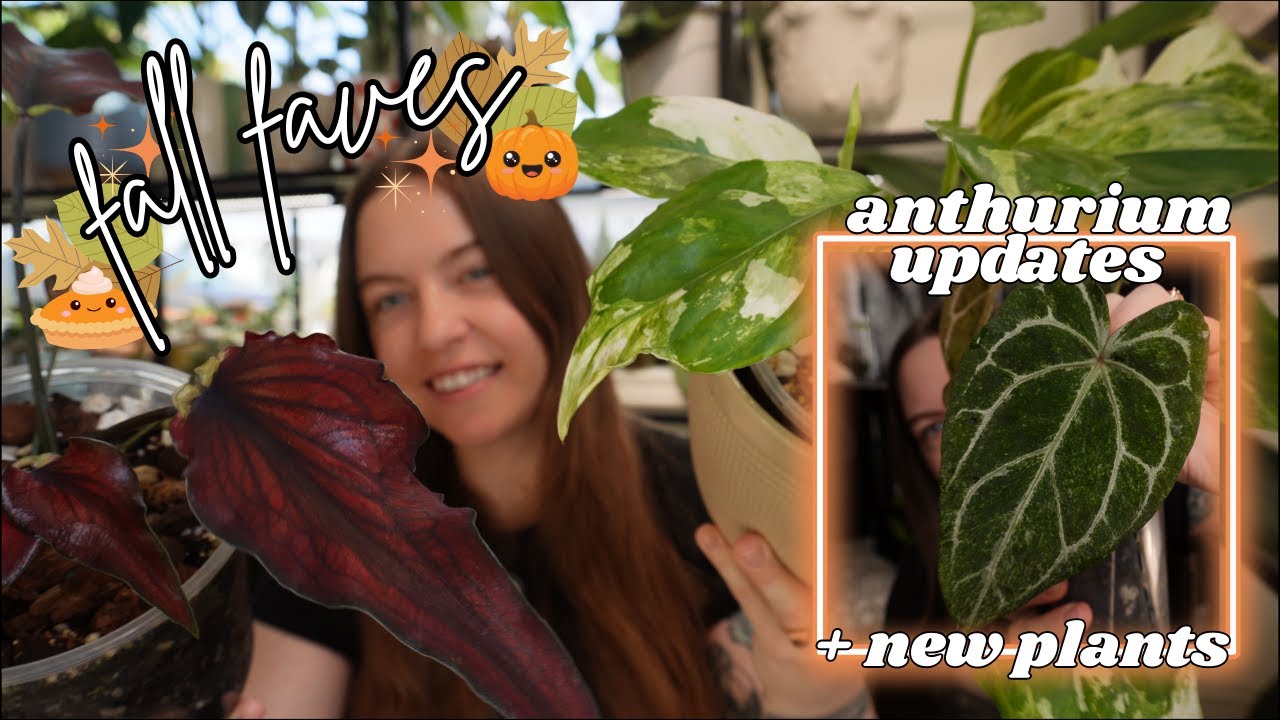 Любимые комнатные растения осени | Обновления палатки Anthurium Gow