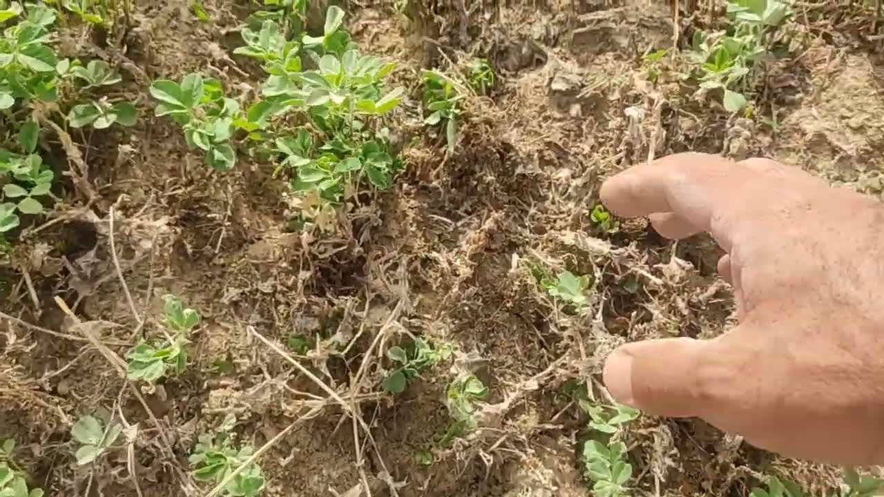 حل مشكلة موت البرسيم الحجازي بسبب النفخ في الأرض وأعفان الجذور (2) خربشة التربة وكشف النموات الجديدة