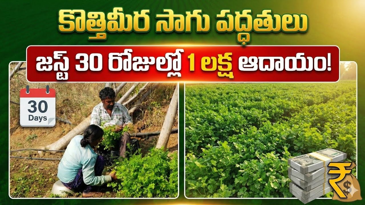 Coriander farming techniques కొత్తిమీర సాగులో ఈ టిప్స్ పాటిస్తే పంట అదిరిపోతుంది #coriander #farming