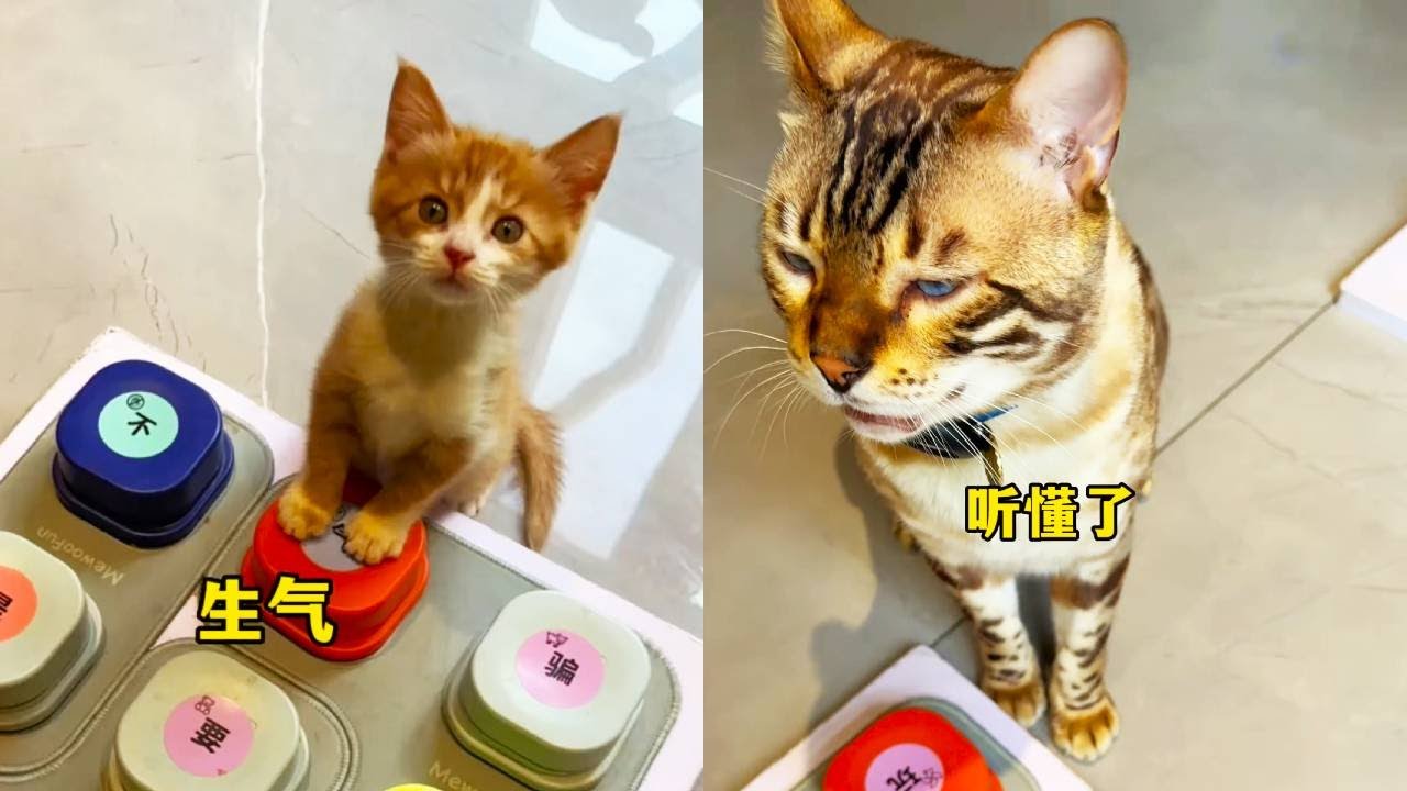 聰明的小貓都會自己給自己選名字了~八條還挺有禮貌，選個名字#貓咪小院 #我和我的貓