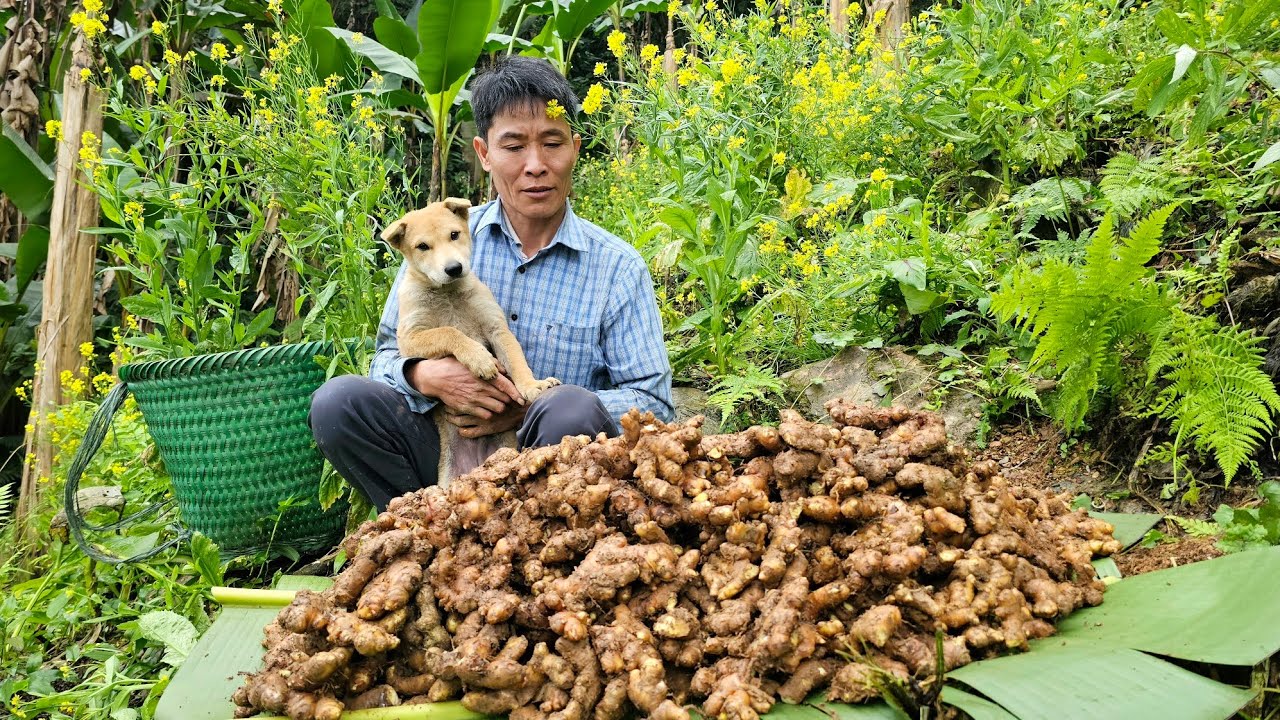 Harvesting Ginger Goes to the market to sell - Build a new farm - Gardening growing ginger