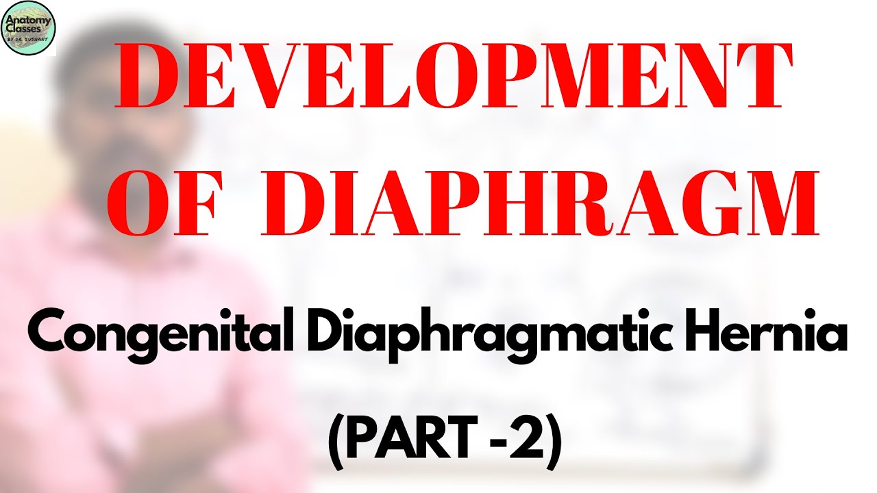 DEVELOPMENT OF DIAPHRAGM PART 2 #CONGENITALDIAPHRAGMATICHERNIA