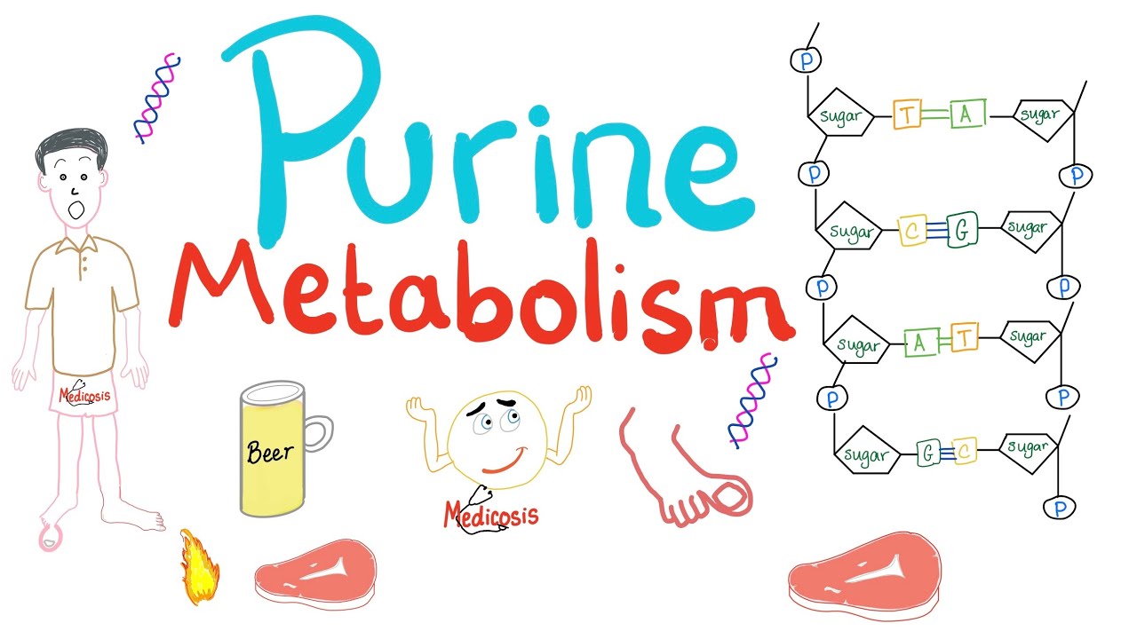 Purine Metabolism - De Novo, Salvage, Degradation, Uric Acid - Biochemistry & Rheumatology