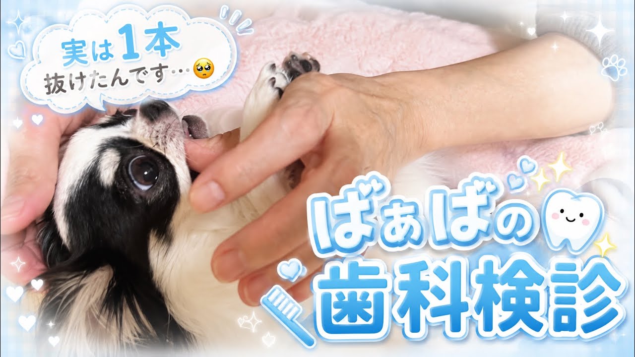 モコの歯科検診🦷