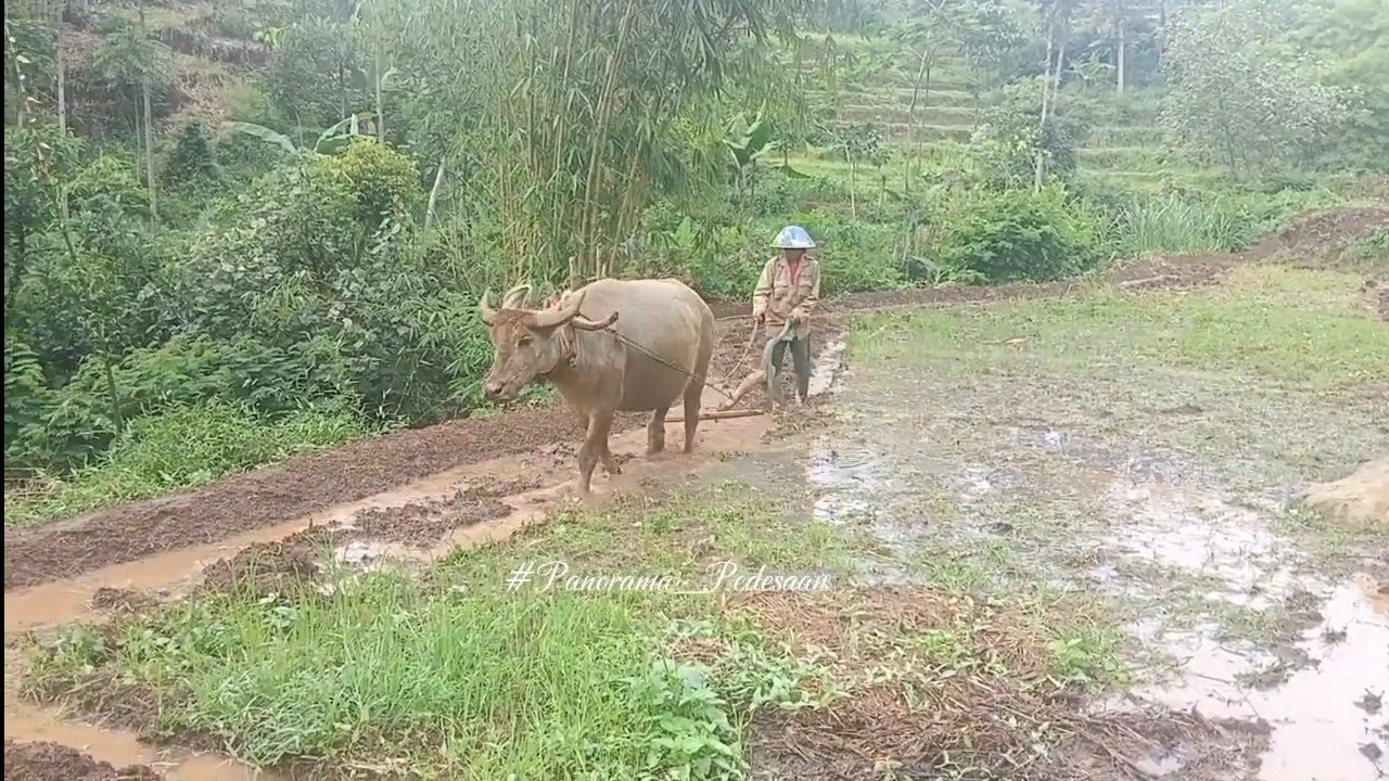 Memantau proses membajak sawah di samping sungai pedesaan Jawa Barat