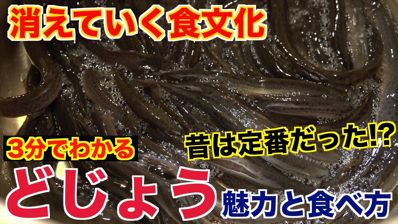 【消えていく食文化】どじょうの魅力と食べ方！