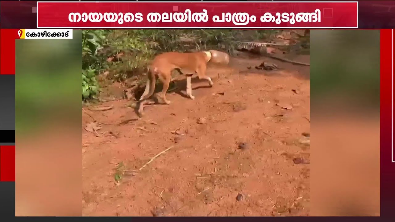 നായയുടെ തലയില്‍ പാത്രം കുടുങ്ങി;രക്ഷിക്കാനുള്ള ശ്രമത്തില്‍ നാട്ടുകാര്‍; ഫയര്‍ഫോഴ്‌സിന്‍റെ സഹായംതേടും