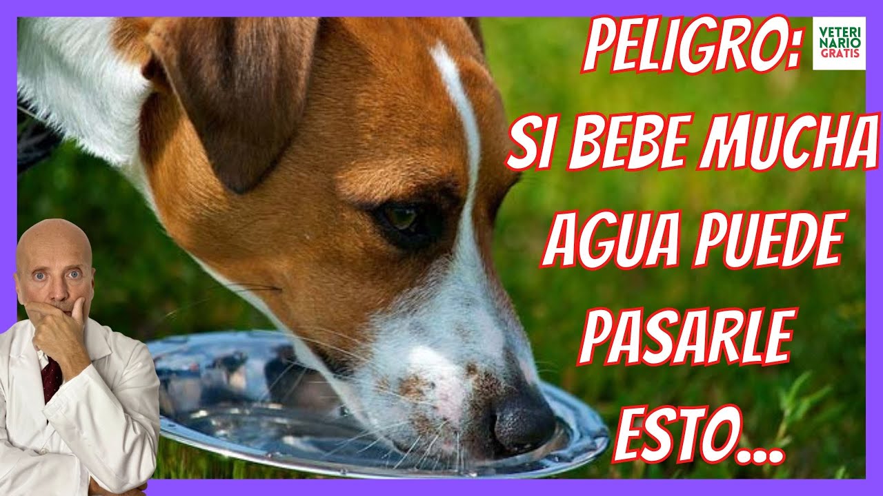 🆘 &iquest;PORQU&Eacute; MI PERRO BEBE MUCHA AGUA y VOMITA? 🆘