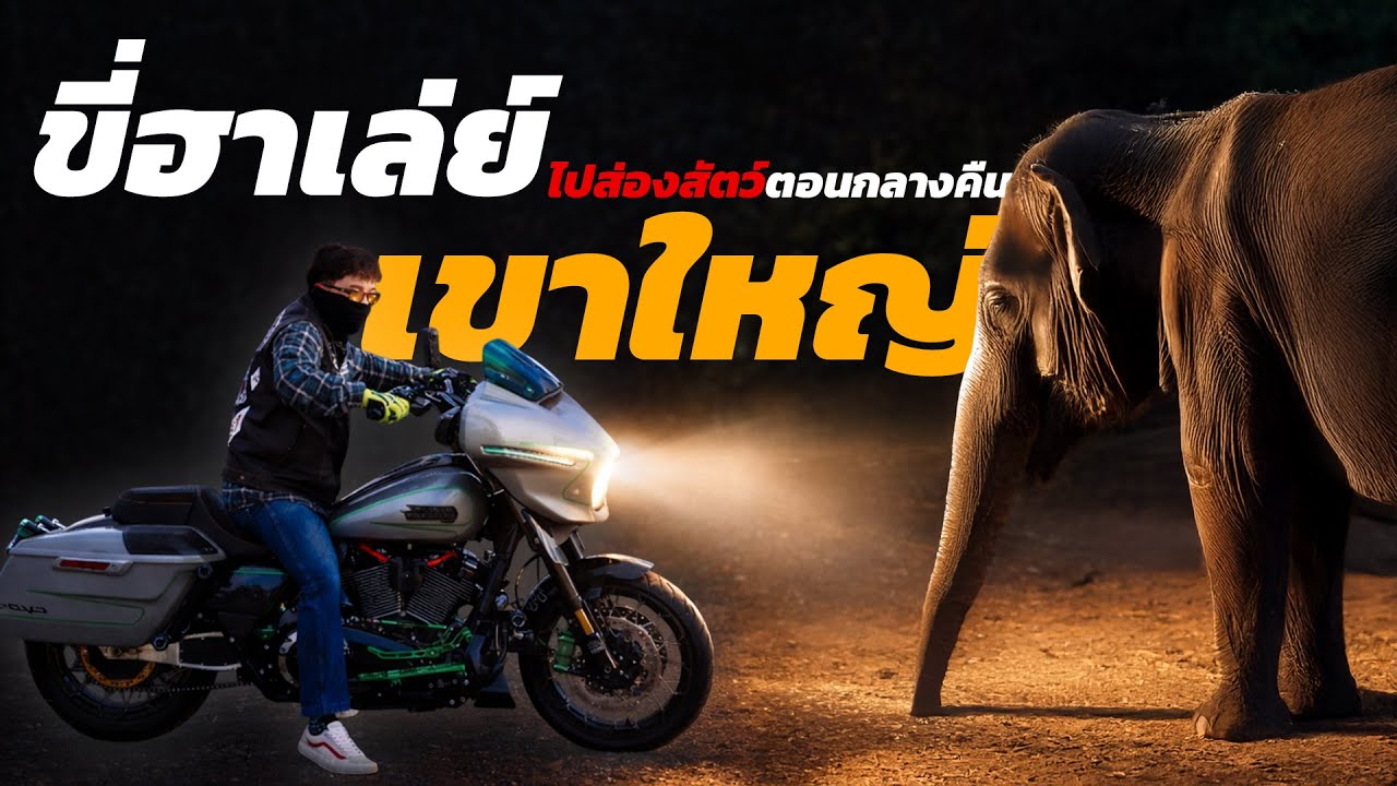 ขี่ฮาเล่ย์ ไปส่องสัตว์ตอนกลางคืนที่เขาใหญ่ 250 km ช้างตกมัน น่ากลัวมาก !