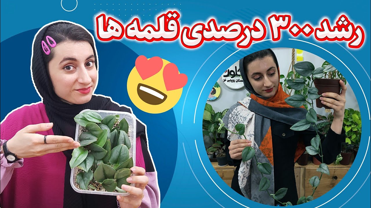 با مینی گلخانه در زمان تکثیر و قلمه زدن گیاهان صرفه جویی کن | نتیجه قلمه زدن پتوس فرانسوی |ریشه زایی