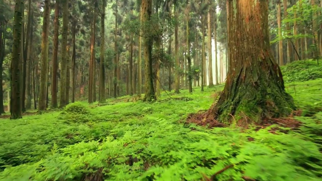 Wald 4K - Waldspaziergang zum Entspannen - 10 Stunden Werbefrei