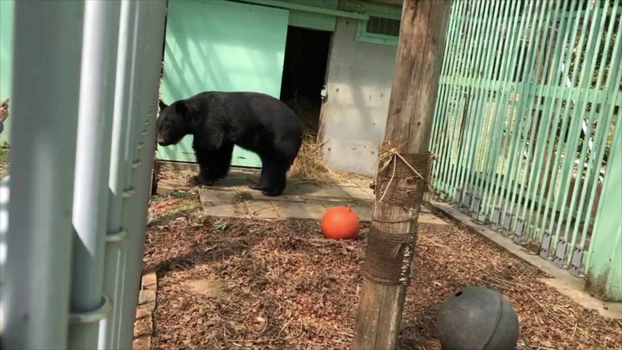2020 03 23 とよ動画（四つ足で歩いている）