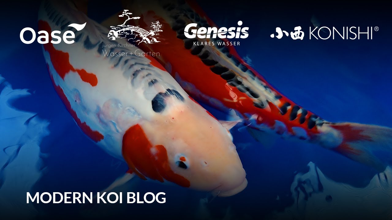 Makotos beste Shusui | #6332 Modern Koi Blog