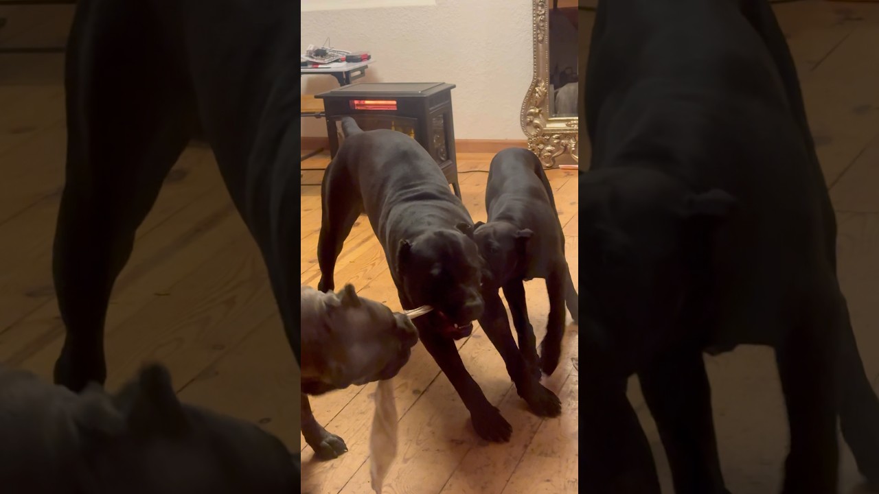 Cane Corso Puppy Challenges Parents in game of Tug 💯🔥 #canecorso #dog #corso #dogsofyoutube