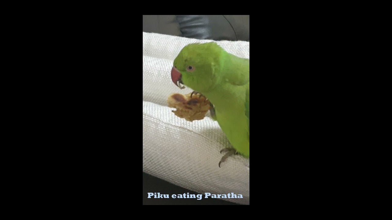 #shorts , Piku The Parrot Eating Paratha