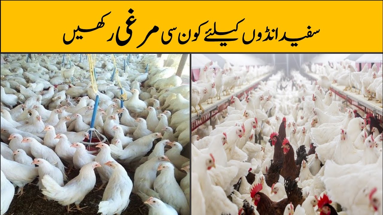 Egg Laying Hen Farming | Layer Farming | White Egg Hen
