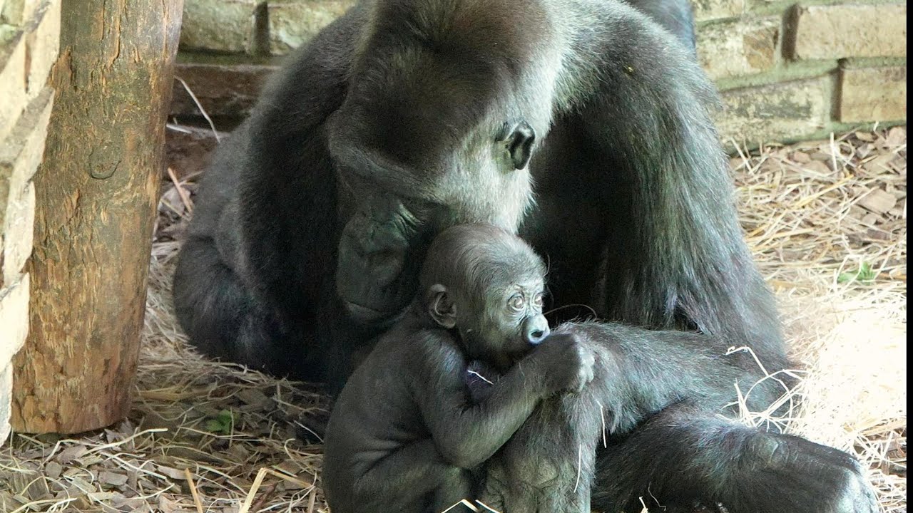 Remembering Gorilla Mother Tamidol Her Final Moments with Baby Makongo R.I.P