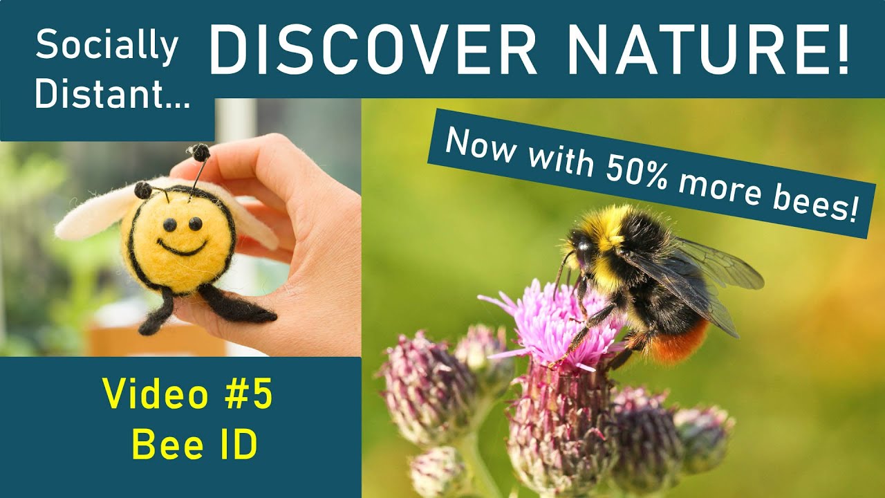 Beginners' Bee Identification - Discover Nature #5