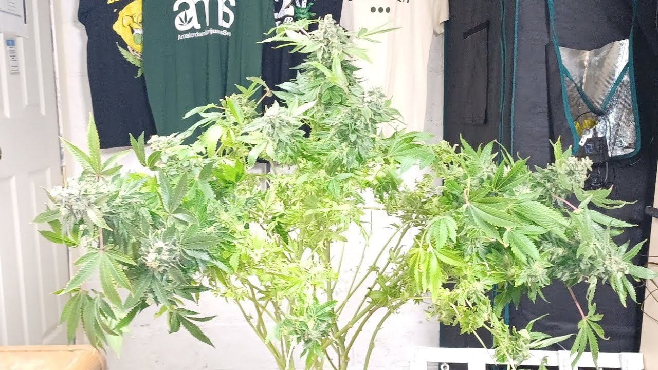 Sunset Sherbet harvest day seedsman Ltd. by Pyramid Seeds. medical Marijuana Spider Farmer SE3000