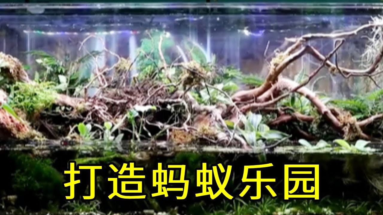 沉浸式养蚂蚁，小伙打造阿凡达主题乐园，蚂蚁们连夜搬迁【天野侠】