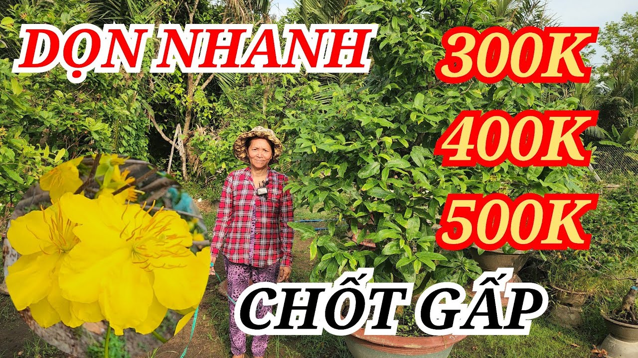 📞 HẰNG 0382804806 MAI TÀNG HOA TO ĐẸP  DỌN NHANH 300-400K BAO SHIP 20/03/2026 | Bến Tre Ơi
