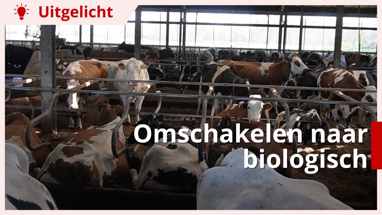 Uitgelicht | Omschakelen naar biologische melkveehouderij: waar moet je op letten?