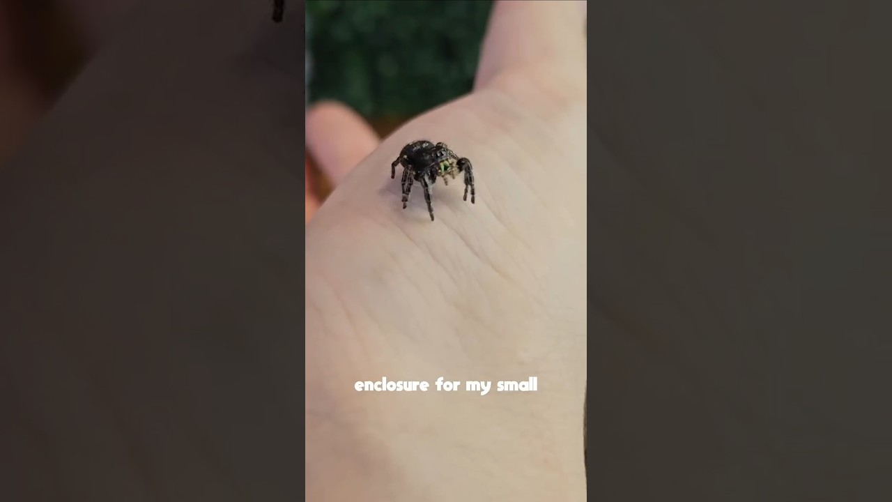 Making a Dark Gothic Jumping Spider Enclosure