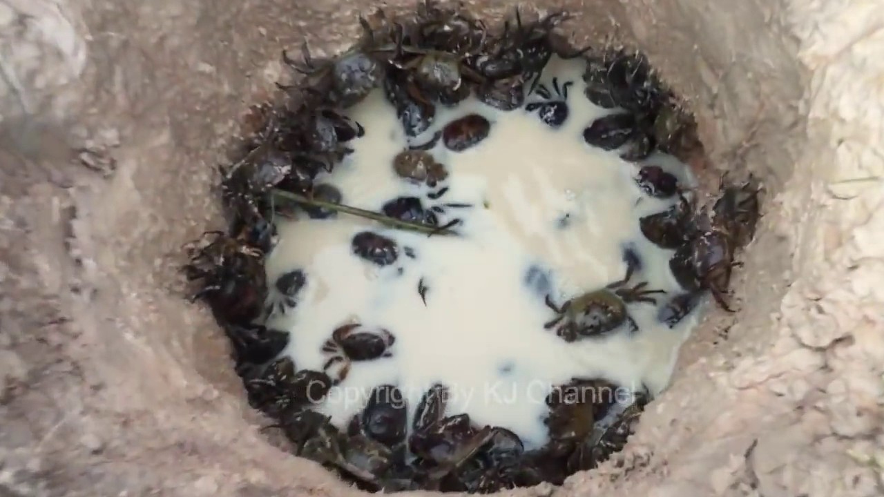 Amazing Children Catch Water Snake /Crabs Trap with Deep Hole  - How to Catching Crabs With Deep Ho